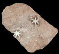 Interesting Evactinopora Bryozoa Colony - Missouri #42722-1